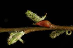 Salix eriocephala × S. petiolaris. Inflorescence bud scale and emerging catkins.
 Image: D. Glenny © Landcare Research 2020 CC BY 4.0